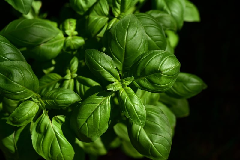 Indoor Herb Wall